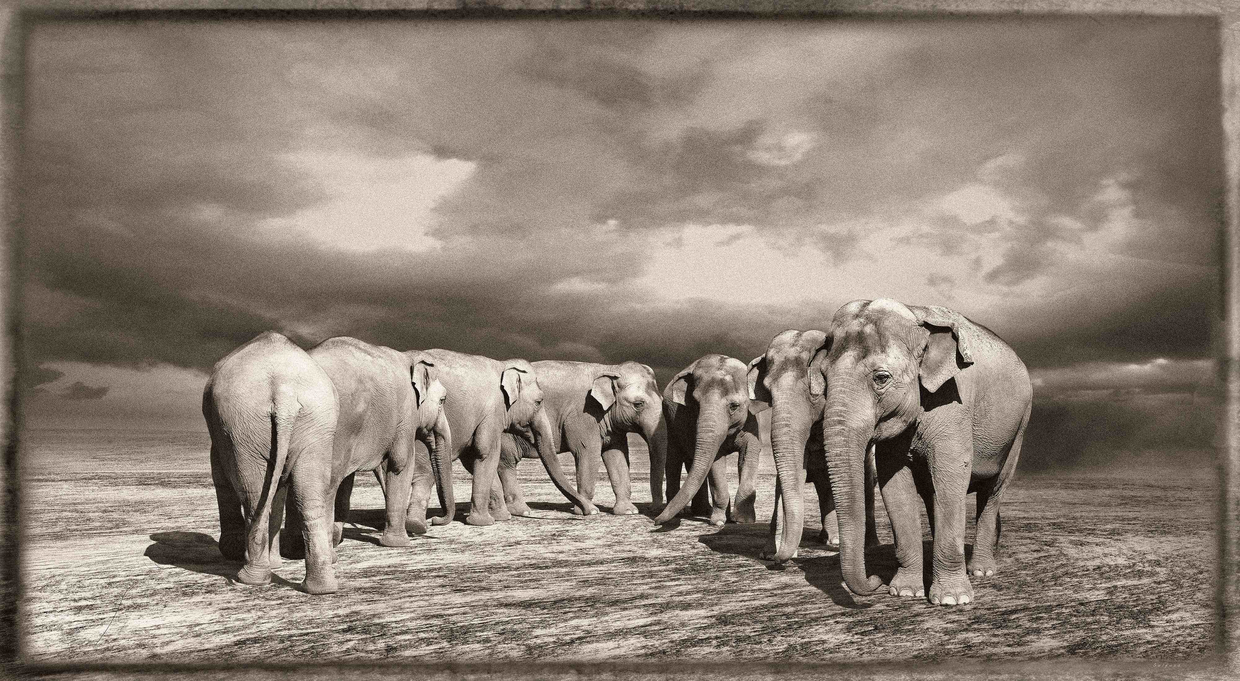 Jan Gulfoss Elephant Turn Photography