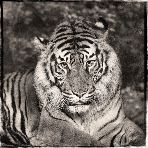 Jan Gulfoss Sumatra Tiger Photography